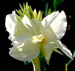 Image of Canna 'New White'