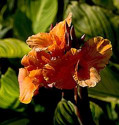 Image of Canna 'Pretoria'