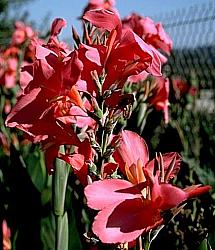 Image of Canna 'Pride of India'