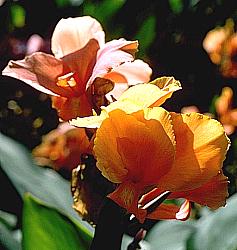 Image of Canna 'Topaz'