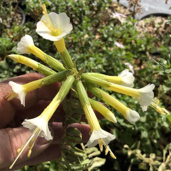 Image of Cantua buxifolia 'Golden Inca'