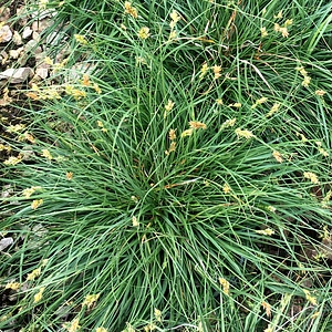 Image of Carex 'Chisai'