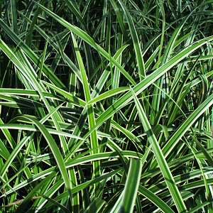 Image of Carex 'Ice Dance'