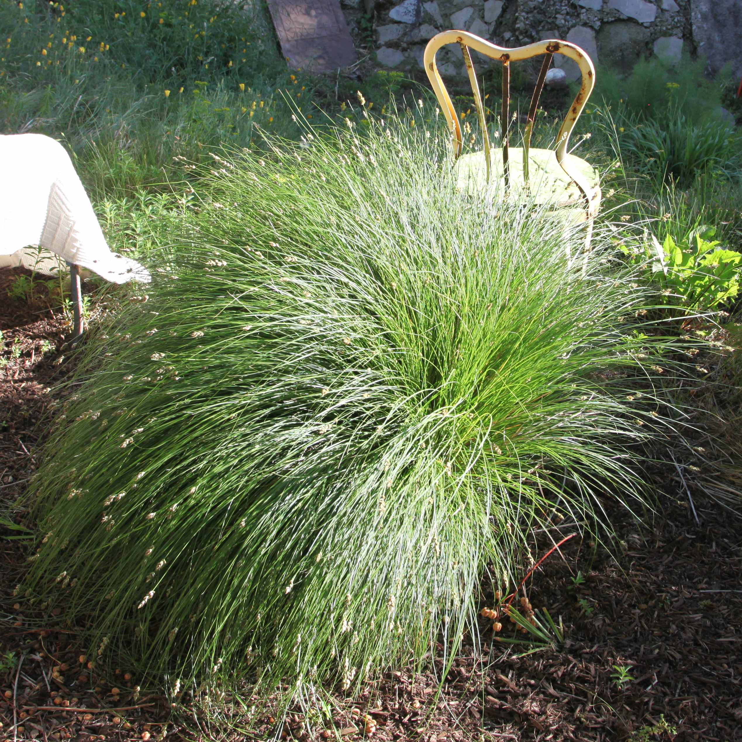 Image of Carex 'Pomona'