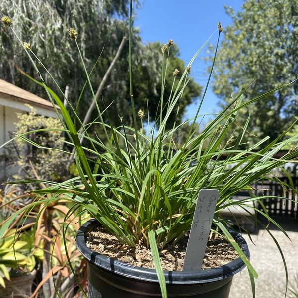 Image of Carex harfordii 'Tunitas Creek'