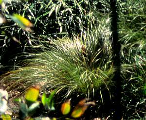 Image of Carex albula
