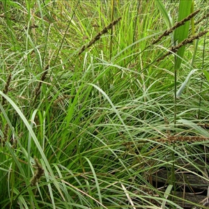 Image of Carex appressa