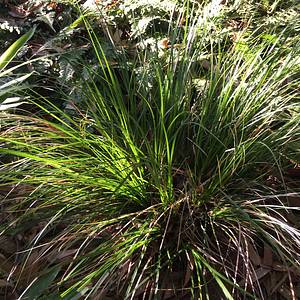 Image of Carex brunnea