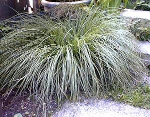 Image of Carex brunnea 'Variegata'