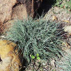 Image of Carex flacca
