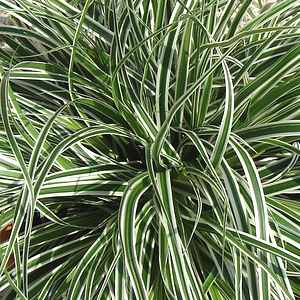 Image of Carex oshimensis Everest ['CarFit01'] PP20,955