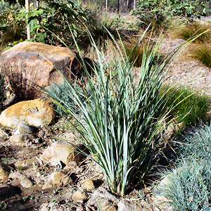 Image of Carex spissa