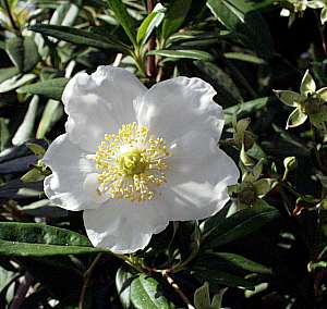 Image of Carpenteria californica