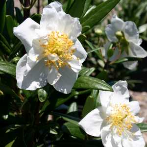 Image of Carpenteria californica 'Elizabeth'