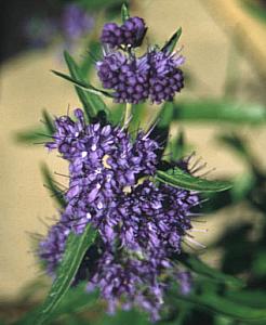 Image of Caryopteris x clandonensis 'First Choice'