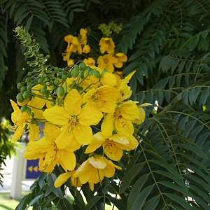 Image of Cassia leptophylla