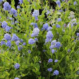 Image of Ceanothus 'Victoria'