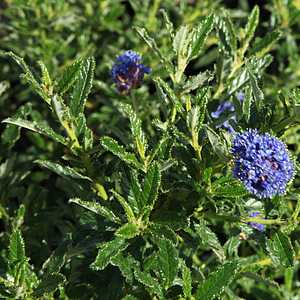 Image of Ceanothus 'Cynthia Postan'