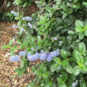 Image of Ceanothus griseus var. horizontalis 'Yankee Point'