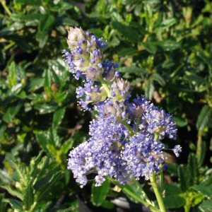 Image of Ceanothus 'Joyce Coulter'