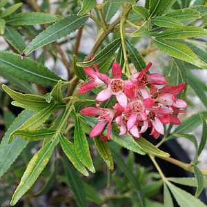 Image of Ceratopetalum gummiferum 'Albery's Red'