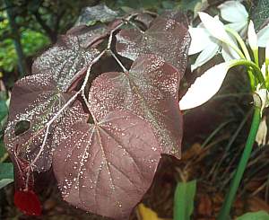 Image of Cercis canadensis 'Forest Pansy'