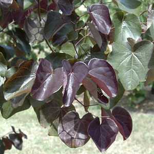 Image of Cercis canadensis 'Merlot' PP22,297