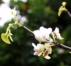Image of Cercis canadensis var. texensis 'Texas White'