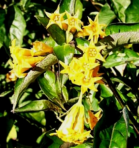 Image of Cestrum aurantiacum