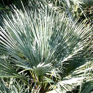 Image of Chamaerops humilis var. argentea