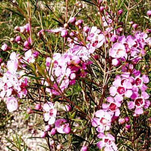 Image of Chamelaucium uncinatum 'Escondido Rose'