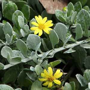 Image of Chrysanthemoides incana