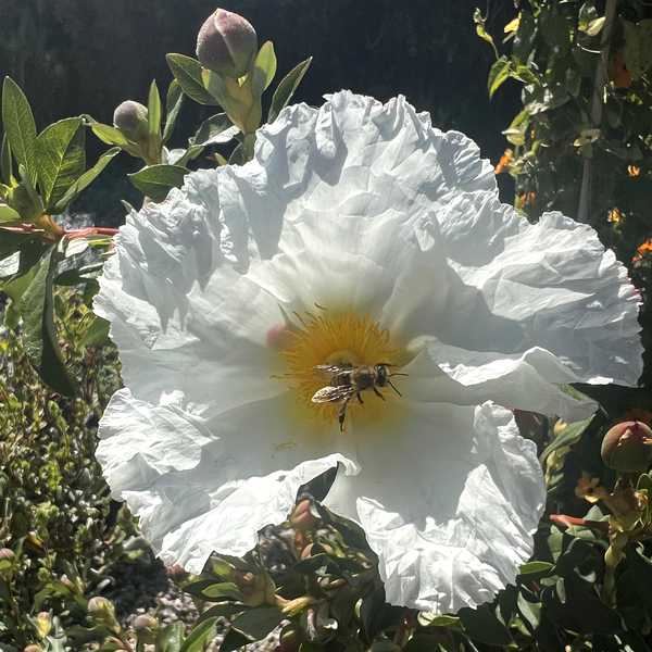 Image of Cistus ladanifer ssp. mauritianus 'Bennett's White'