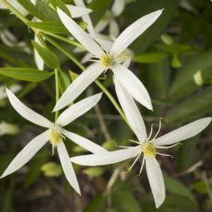 Image of Clematis 'Southern Cross'