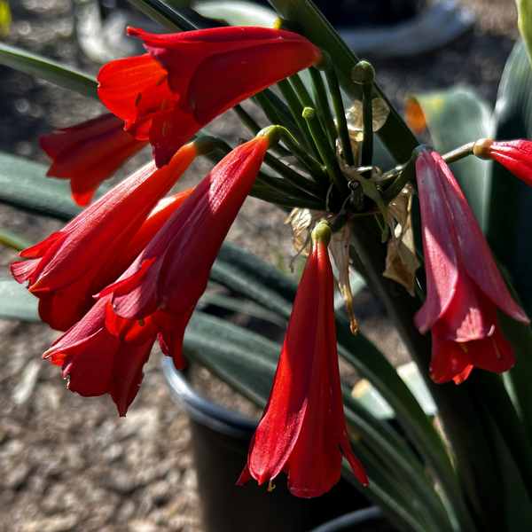 Image of Clivia x cyrtanthiflora 'Nakamura Red'