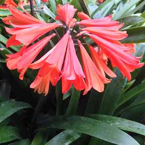 Image of Clivia cyrtanthiflora 'Salmon Beauty'