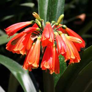 Image of Clivia caulescens