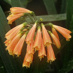 Image of Clivia x cyrtanthiflora