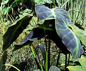 Image of Colocasia esculenta var. antiquorum 'Illustris'