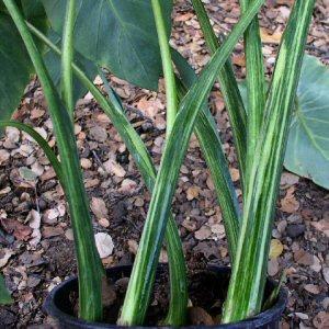 Image of Colocasia esculenta 'Chicago Harlequin'