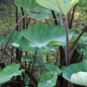 Image of Colocasia esculenta 'Fontanesii'