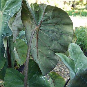 Image of Colocasia multiflora