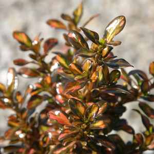 Image of Coprosma 'Evening Glow'