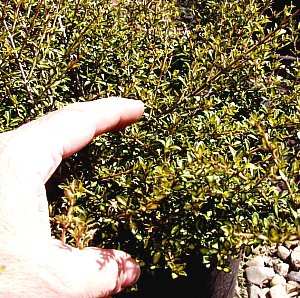 Image of Coprosma 'Beatson's Gold'