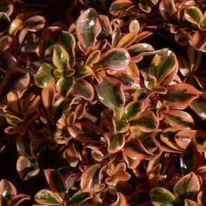 Image of Coprosma 'Rainbow Surprise'