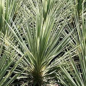 Image of Cordyline australis 'Pink Champagne'