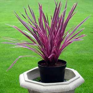 Image of Cordyline australis Pink Passion ['Seipin'] PP 19,927