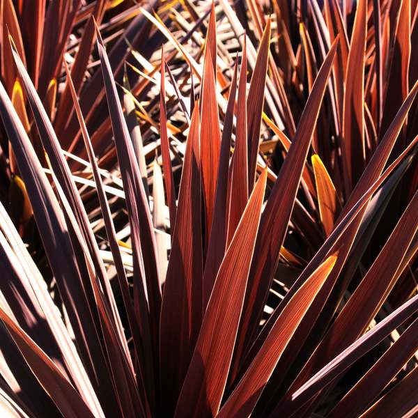 Image of Cordyline australis 'Red Star'