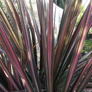 Image of Cordyline australis 'Pink Stripe'