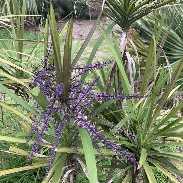 Image of Cordyline stricta